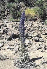 Vegetace je vzhledem k prastaré izolaci ostrova často endemická. Na obrázku vidíte kvetoucí Echium auberianum