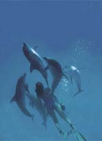 Delfíni se vůči plavcům chovají nesmírně přátelsky, živě se zajímají o potápěče a snaží se s nimi komunikovat