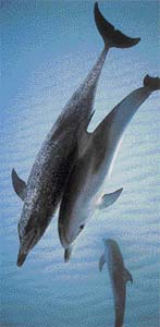 Delfíni jsou nesmírně kontaktní - při ohrožení si vzájemně pomáhají tím, že podpírají jeden druhého, vzájemné dotyky však slouží vedle hlasu také ke komunikaci