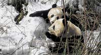 Na rozdíl od pravých medvědů pandy v zimě nespí, před mrazem je však chrání hustý kožich