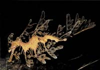 Schopnost splynout s prostředím využívá mnoho skupin živočichů, k dokonalosti ji dovedla třeba rybka řasovník rozedraný (Phyllopteryx eques)