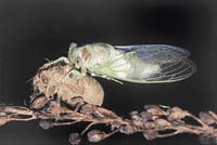 Čerstvě vylíhlá cikáda je ještě měkká, světlá - na obrázku je také dobře vidět prázdná svlečka: původní stará pokožka, která už byla vzrostlé nymfě malá a kterou odložila. Při každém svlékání je nymfa dokonalejší, podobnější dospělému hmyzu