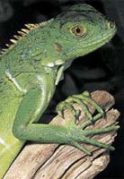 Mládě leguána zeleného (Iguana iguana) - tento druh se vyhýbá otevřenému prostranství, doma je v hustých korunách stromů