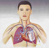 Umělé plíce jsou uloženy v hranaté krabičce velikosti dlaně. V hrudi by mohly být umístěny přímo vedle srdce. Uvnitř najdeme soustavu dutých vláken z polypropylenu o průměru 10 mikrometrů, které obtéká krev a okysličuje se na nich.