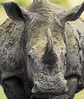 Pozor na nosorožce
