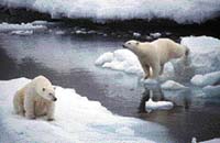 Lední medvědi potřebují led