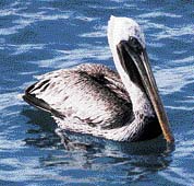 Umístění solných žláz u pelikánů