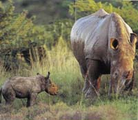 Nosorožec tuponosý s mládětem