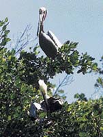 Obratní pelikáni