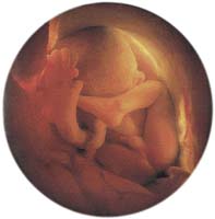 Spermie pronikla do vajíčka a vznikl lidský zárodek. 280 dnů se bude vyvíjet v děloze maminky a potom její bříško opustí