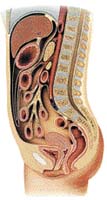 nástěnná pobřišnice (peritoneum parietale), obratle (vertebra), orgánová pobřišnice (peritoneum viscerale), děloha (uterus), močový měchýř (vesica urinaria), pochva