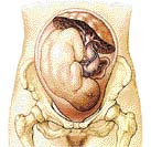 placenta (plodové lůžko), děloha (uterus), pánev (pelvis)