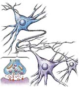 nervové buňky; synapse