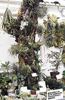 Epifytní kmen osázený výhradně tillandsiemi - exponát pěstitele Zdeňka Ježka na výstavě v Botanické zahradě Masarykovy univerzity v Brně v roce 1999