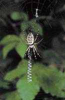 Pruhovaný pavouk