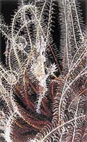Mezi rameny lilijice se skrývá drobná rybka vějířník třásnitý (Solenostomus paradoxus)