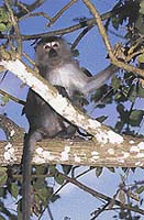 Makakové vyčkávají celé hodiny v korunách stromů. Jejich chvíle přijde