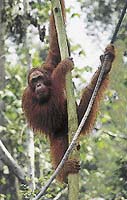 V době krmení se stahují orangutani ze širého okolí. Většinou mladí, ale někdy se objeví i dospělý jedinec ...