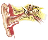 vnější ucho, vnější zvukovod, bubínek, střední ucho, vnitřní ucho, Eustachova trubice
