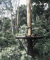 Na dřevěné plošině pár metrů nad zemí se opice každý den krmí před zraky desítek diváků