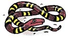 Hadi: kobra, užovka, chřestýš, korálovec, slepýš, zmije. Který nepatří mezi ostatní?