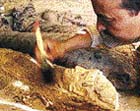 Odkrývání jedné ze zlatých posmrtných masek v Údolí zlatých mumií