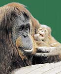 Opičí miminka vyžadují téměř stejnou péči, jako miminka lidská. Na rozdíl od nich se však nikdy nevozí v kočárku, matka je neustále nosí v náručí