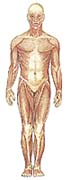 Mimořádná příloha - anatomie člověka