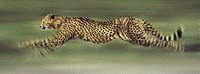 Zrychlení geparda napomáhají i nezatažitelné drápy - mají stejnou funkci jako hřeby na tretrách sprinterů