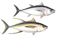 Tuňák obecný - Thunnus thynnus; Tuňák žlutoploutvý - T. albacares