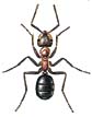 Mravenec lesní  (Formica rufa) a jeho mraveniště