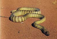 Woma - lovec hadů