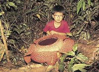 Květ druhu Rafflesia keithii - jeho obří rozměry vyniknou teprve ve srovnání s člověkem