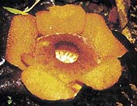 Rafflesia tengku adlinii