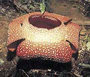 Rafflesia keithi