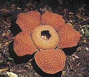 Rafflesia tuanmudea