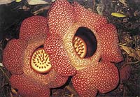 Naprostým unikátem jsou dva květy na jedné rostlině R. keithii, které  se podařilo objevit v parku Kinabalu v říjnu roku 1988