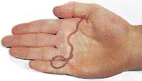 Slepani (rod Leptotyphlops) patří k nejmenším a k nejprimitivnějším hadům. Jsou opravdu téměř slepí