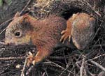 Mláďata veverky obecné (Sciurus vulgaris)