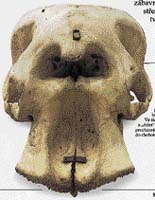 Lebky slonů s čelním otvorem nosní dutiny byly pro staré Řeky důkazem existence kyklopů