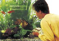 Hezky zařízené akvárium může být ozdobou bytu