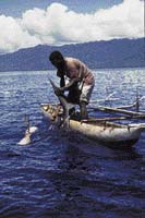 Lovec nejprve žraloka přilákal chrastítkem z kokosových skořápek, nabídl mu dvě zapáchající rybky a potom mu uštědřil smrtící "výprask". Rituální lov trval osmdesát minut