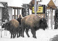 Vybíjení bizonů pokračuje