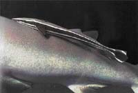 Štítonoši (např. Echeneis nebo Remora) jsou vybaveni speciální přísavkou, kterou se přichytí na těle žraloka. Využívají ho jako levný dopravní prostředek, přiživují se i na jeho kořisti