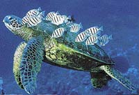 Mořské želvy karetové silně zarůstají řasami. To jim sice nijak neškodí, přesto se nesnaží uniknout hejnům býložravých ryb, které je porostu řas zbavují