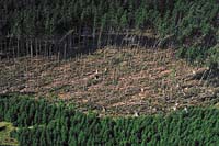 Polom v lese (vpravo) nedaleko obce Teplá z července 1998, který byl velmi pravděpodobně způsoben tornádem