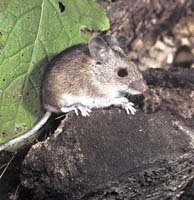 Myšice křovinná (Apodemus sylvaticus) je nejčastějším návštěvníkem chat v blízkosti lesa