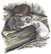 Myši domácí se od myšic liší menším okem a kratší hlavou, také zbarvení bývá spíš šedé. Laboratorní myši (na obr.) mohou mít zbarvení rozmanité
