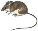 Myšice lesní (Apodemus flavicollis) je naším největším druhem myšic