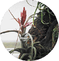 Detail kvetoucí Tillandsia encarsiana
